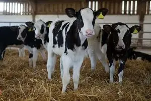 قیمت دام زنده امروز 24 تیر 1404 + جدول